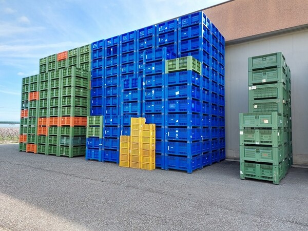 2#6010 Macchinari e attrezzature lavorazione prodotti ortofrutticoli in vendita - foto 40