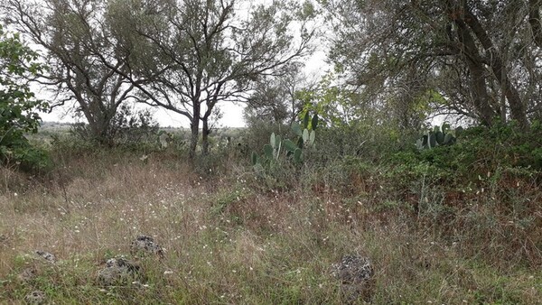 1#6462 Quota del 100% del capitale sociale di Chorio Srl in vendita - foto 16
