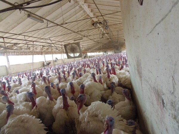 1#6768 Cessione di quota del 100% della società agricola Luogoraro Srl in vendita - foto 47