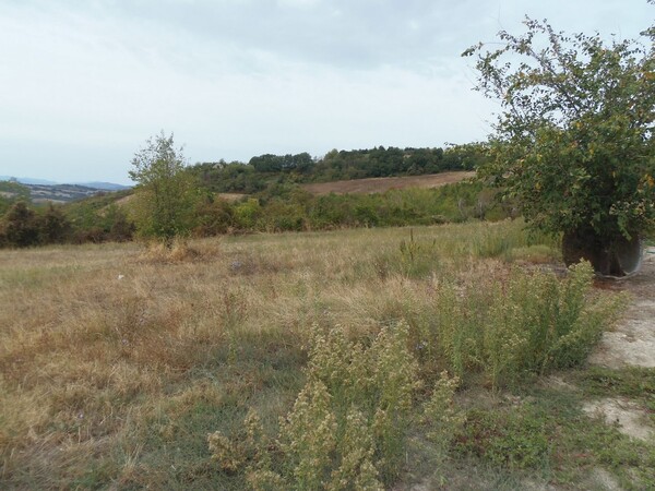 1#6768 Cessione di quota del 100% della società agricola Luogoraro Srl in vendita - foto 66