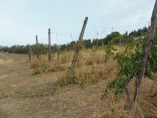 1#6768 Cessione di quota del 100% della società agricola Luogoraro Srl in vendita - foto 70