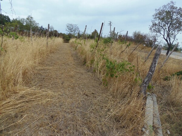 1#6768 Cessione di quota del 100% della società agricola Luogoraro Srl in vendita - foto 71