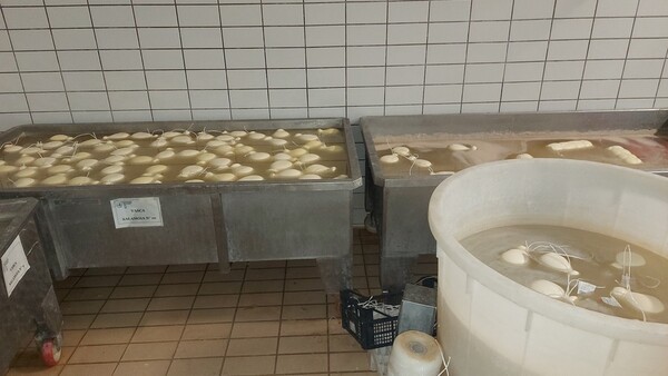 3#6815 Attrezzature per la produzione di formaggi e latticini in vendita - foto 45