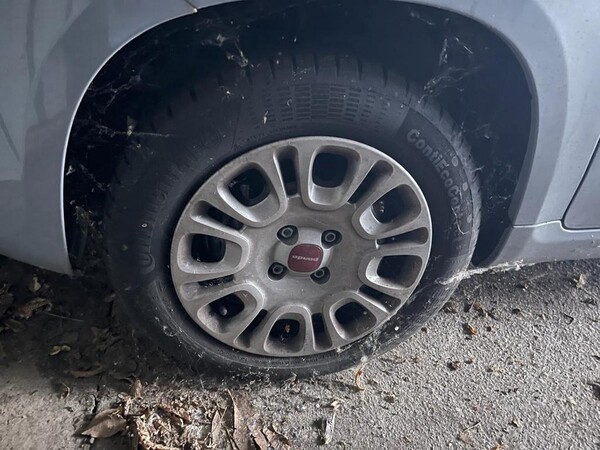 1#6871 Carrelli Cesab e autovetture Fiat in vendita - foto 154
