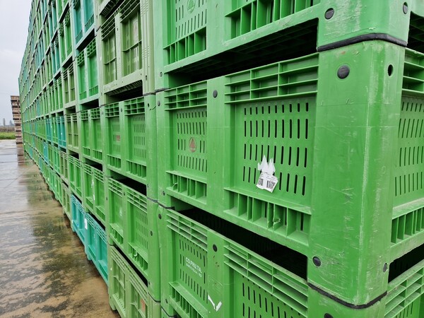 8#69015 Bins in legno e plastica in vendita - foto 4