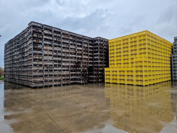 8#69015 Bins in legno e plastica in vendita - foto 5