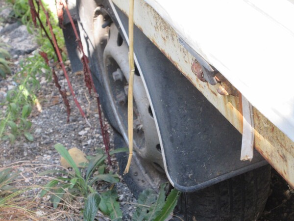 10#7037 Autocarro cassonato Renault in vendita - foto 8