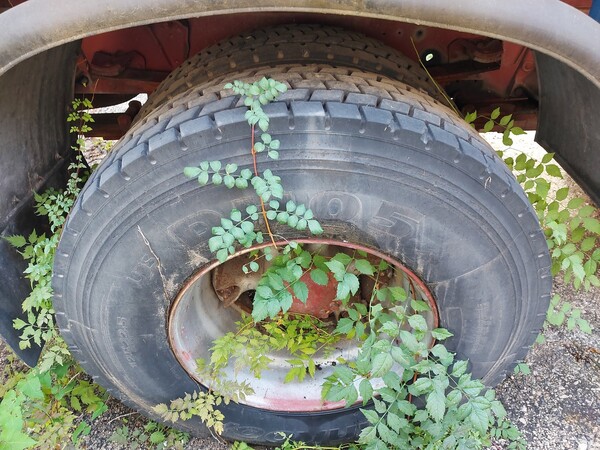 5#7333 Autocarro Fiat 160 in vendita - foto 12