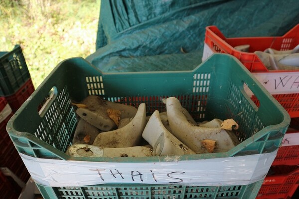 2#7430 Forme per calzature in vendita - foto 2