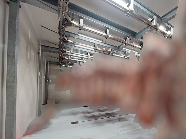 1#8006 Attrezzature e macchinari per macellazione e stoccaggio carni in vendita - foto 13