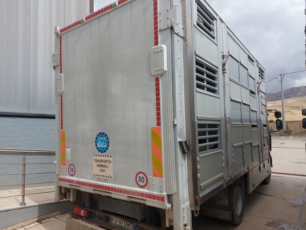 11#8039 Furgone per trasporto animali vivi Renault in vendita - foto 3