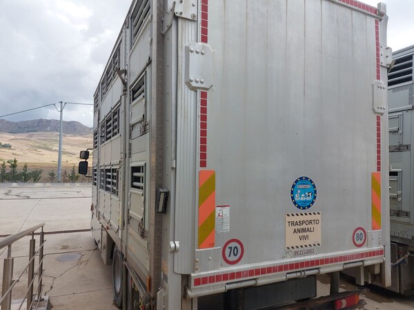 11#8039 Furgone per trasporto animali vivi Renault in vendita - foto 4