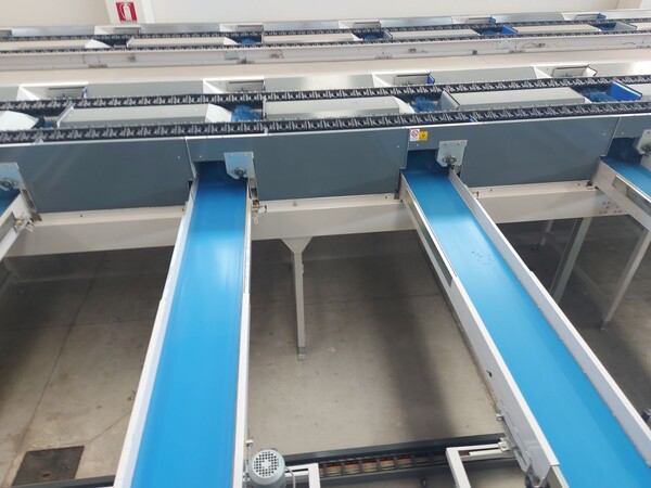 1#8582 Linea completa Lavorazione frutta in vendita - foto 40