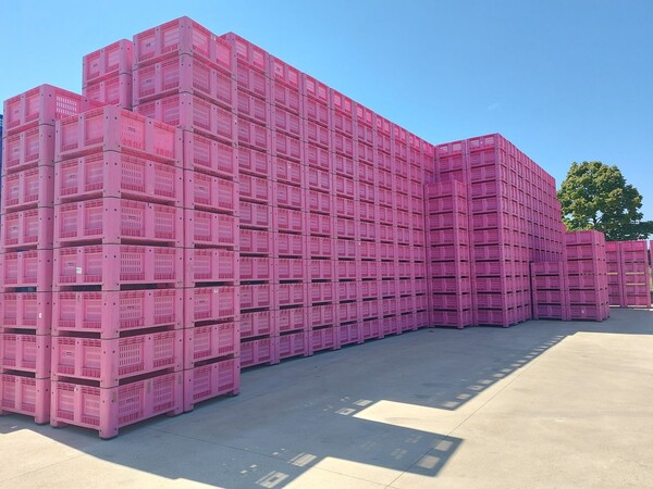 7#8586 Bins per ortofrutta in vendita - foto 1