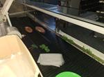 Image 16 - Supermarket Equipment - Lot 1 (Auction 9184)