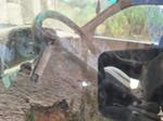 Immagine 25 - Autovettura Audi sollevatore telescopico JCB autocarro Tata Fiat Scudo - Lotto 1 (Asta 9338)