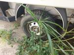 Immagine 9 - Peugeot Boxer - Lotto 14 (Asta 9469)