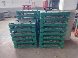 Pallet carrelati rettangolari in plastica verde - Lotto 36 (Asta 9470)