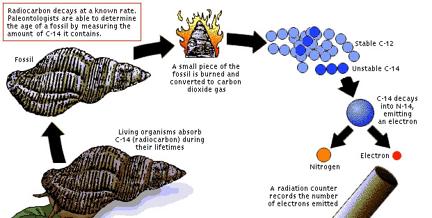 Radiocarbon Hookup Is Used To Estimate The Age Of Fossils Radiocarbon Hookup Is Used To Estimate The Age Of Fossils