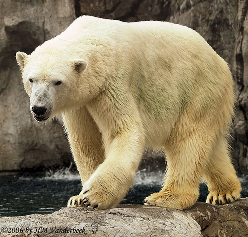 Pictures of animals at the zoo