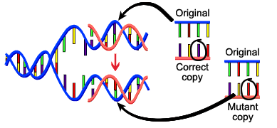 7 types of mutations by latajha infogram types of mutations