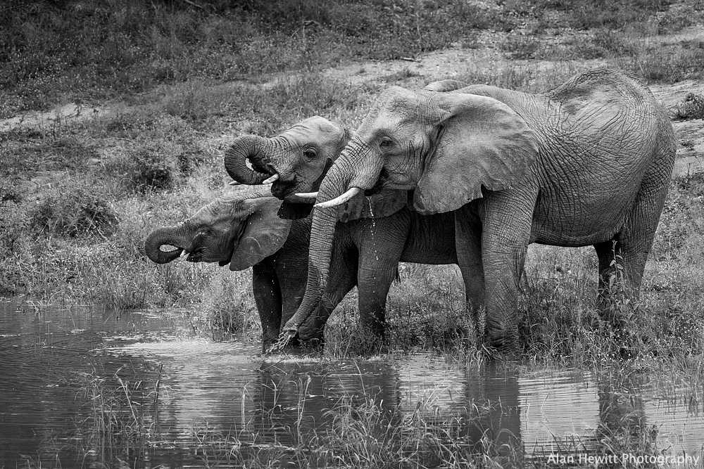 hireacamera-5-tips-wildlife-photography