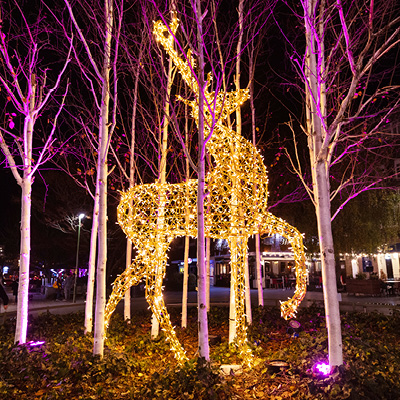 A glowing reindeer sculpture made of golden lights stands among leafless trees illuminated with purple lights in an outdoor nighttime setting.