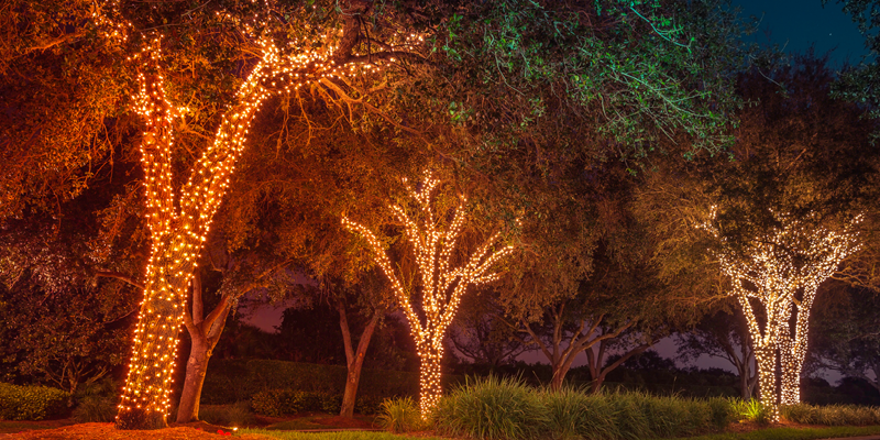 Trees along a path are decorated with warm white string lights wrapped around their trunks and branches, creating a festive nighttime scene.