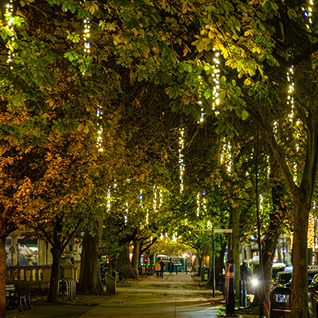 BOA Light Strings dangling from tree canopy above walkway at night.