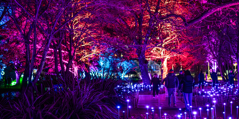 Trees illuminated with vibrant purple, pink, red, and blue lights create a colorful nighttime scene with people walking among them.