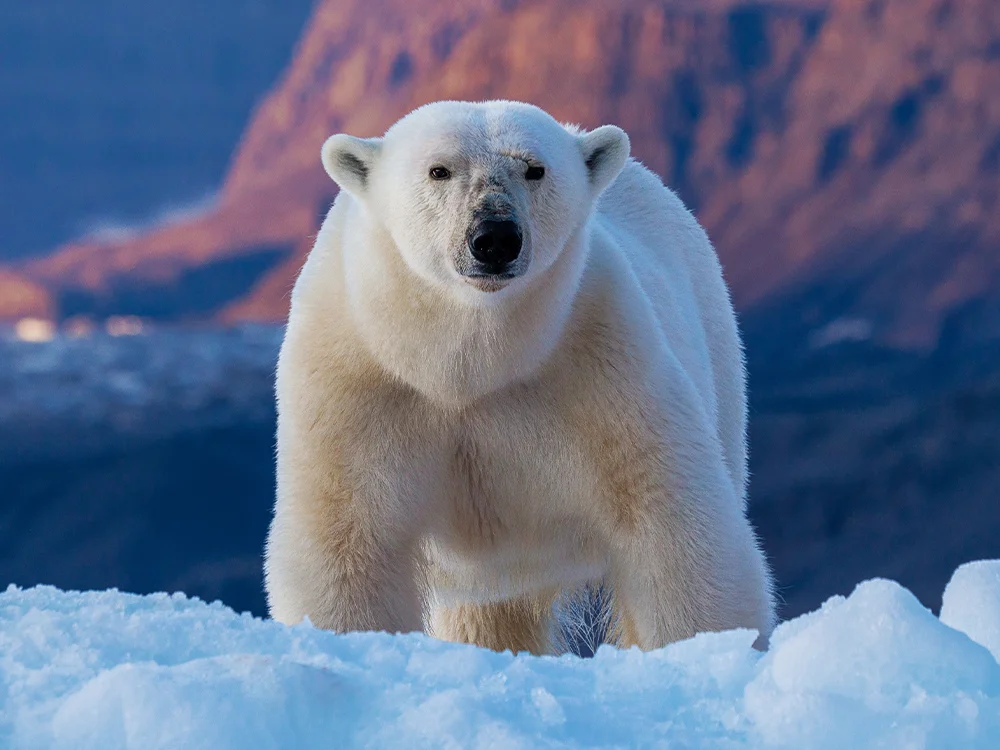 Rent cameras in Winnipeg