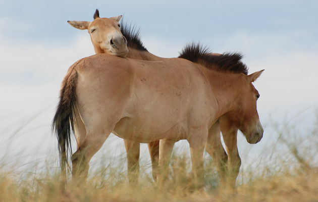 Confidence Przewalski’s
