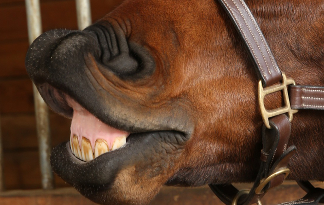 Equine Communication