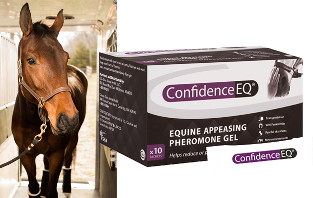 What-is-Confidence-EQ