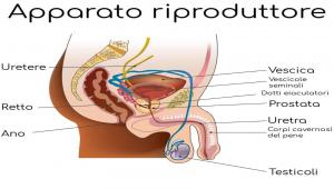 for us prostata ingrossata