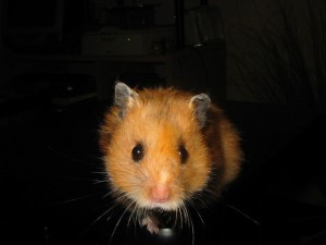 criceto