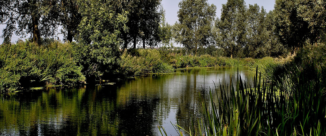 Area Image