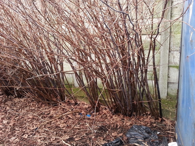 Gardeners warned not to be fooled by Japanese knotweed's winter hibernation