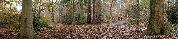 Finchampstead_Ridges
