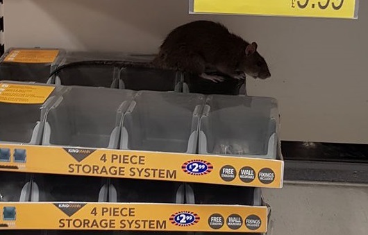 Rat goes rogue in Reading, celeb spotted in the town centre and more of the most read stories this week