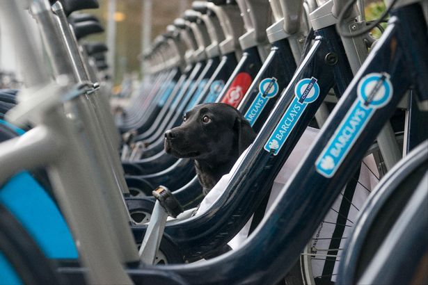 canary-bikes