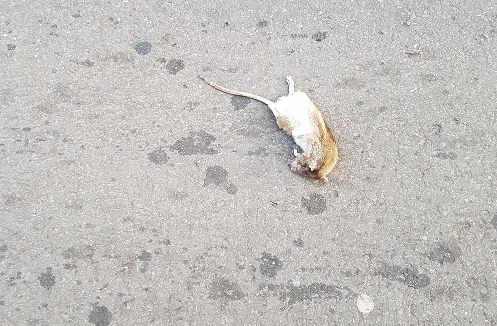 dead-rat