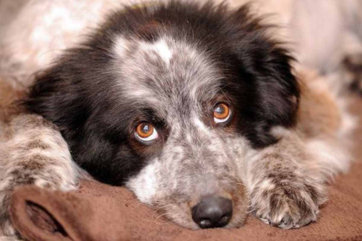 Dog owners warned after new case of deadly Alabama rot found in Berkshire