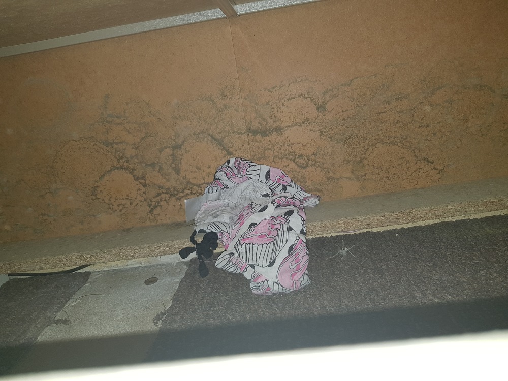 Mum says 'fix it or move me' after eight years of damp and mould in housing association flat