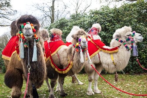 camel-final-2