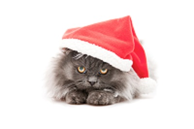 It's not too late for Santa to write a letter to your pet