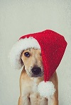 christmas-puppy-final