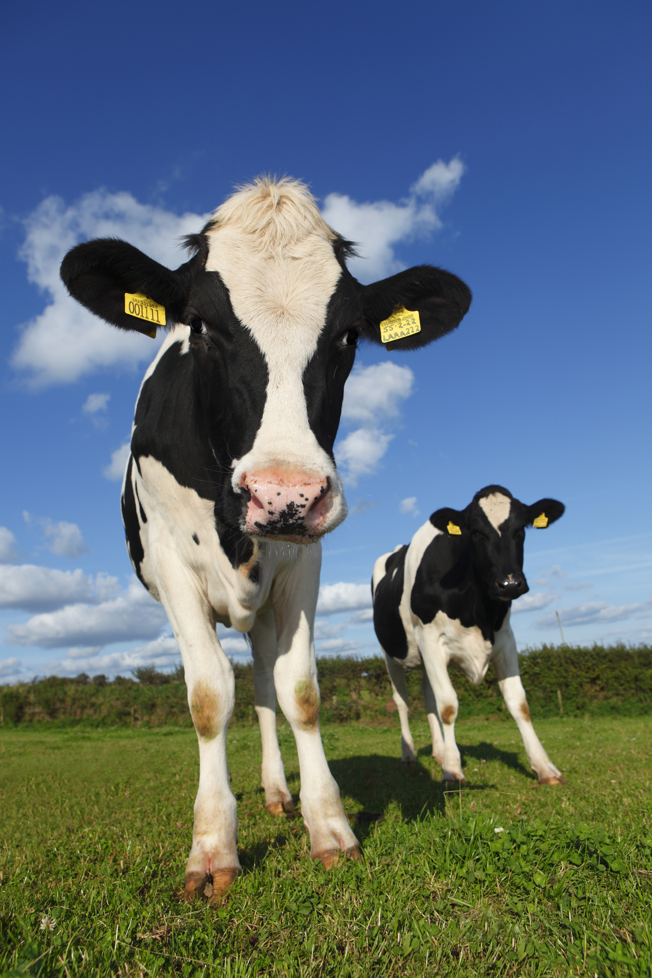 Drivers urged to slow down and be vigilant for cattle in Greenham