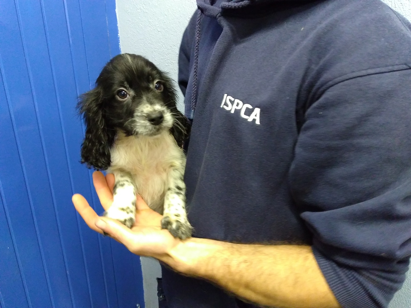 RSPCA reveals extent of illegal puppy breeding in Berkshire as Government promises crackdown