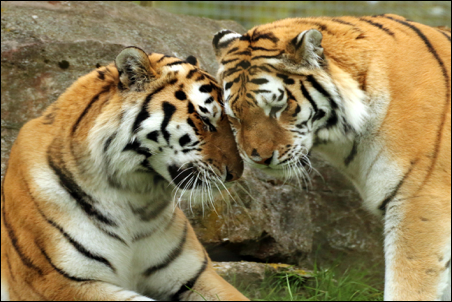 Winchester-Zoo_260118